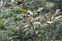 Psychotria octosulcata